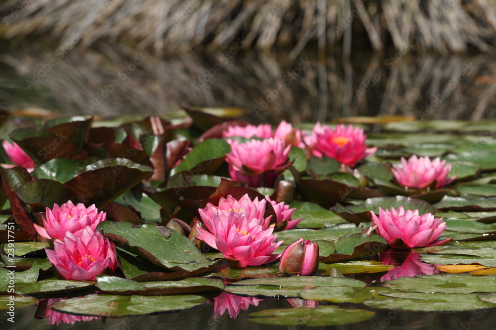 fleurs de nénuphar fleurs de nénuphar
