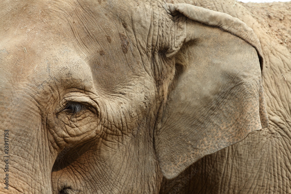 Fototapeta premium éléphant d'asie,elephas maximus