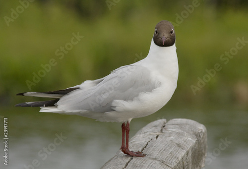 Black-headed Gull photo