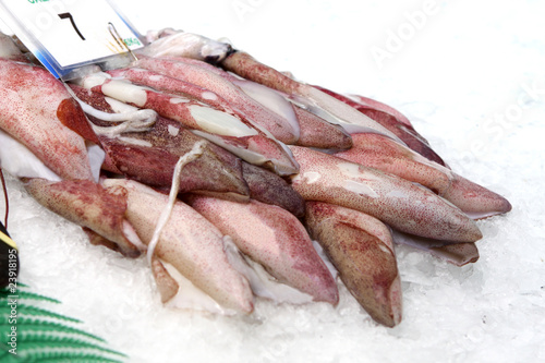 Fresh calamari in ice