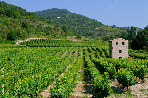 vignes en drôme provençale
