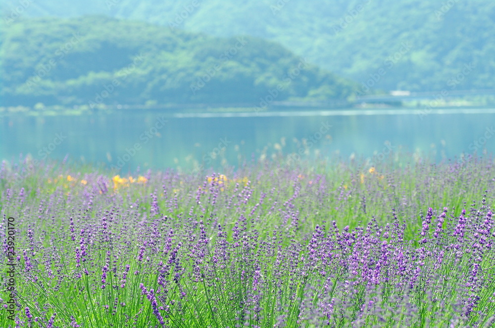Naklejka premium ラベンダー畑と山中湖