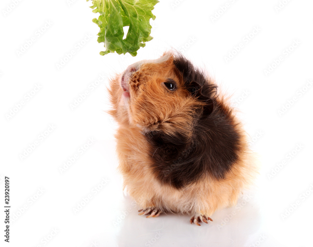 funny brown cavy on white background