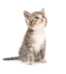 Kitten on a white background
