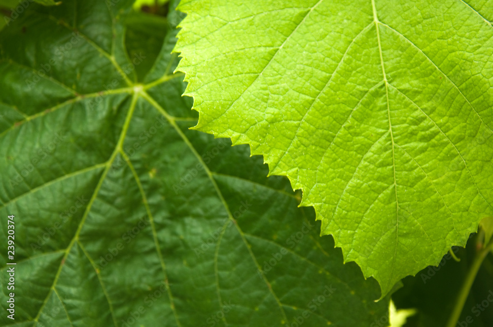 Grape wine leaves Grape wine leaves