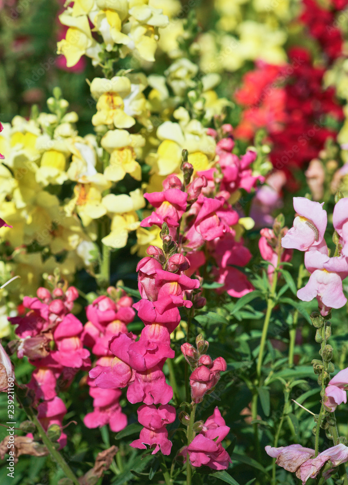 beautiful snapdragon flowers beautiful snapdragon flowers