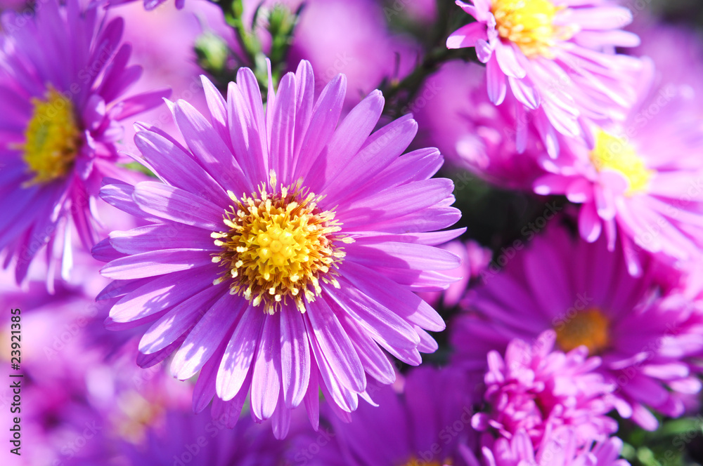 Flowers. Spring. Zarte Natur Flowers. Spring. Zarte Natur