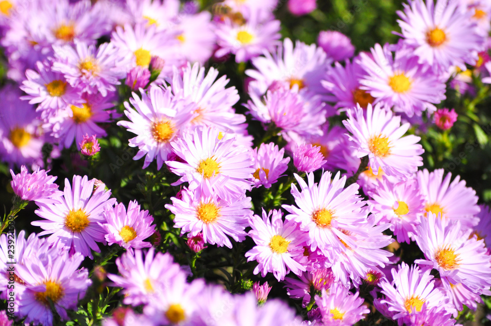 Flowers. Spring. Zarte Natur Flowers. Spring. Zarte Natur