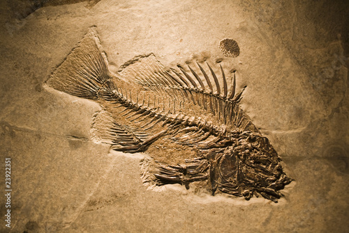 fossil photo