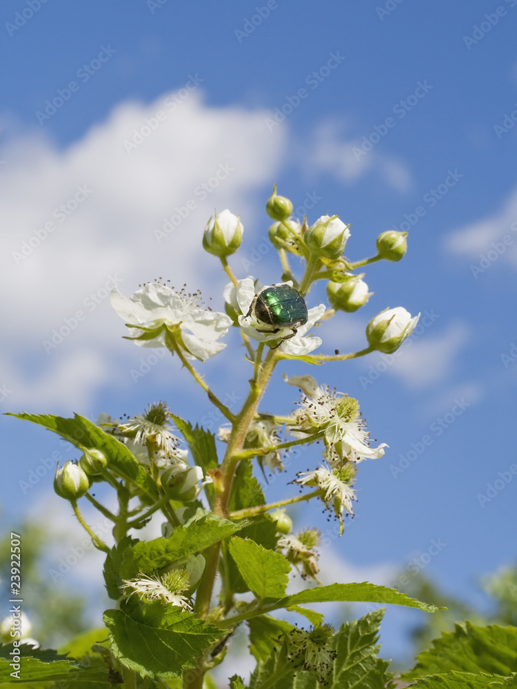 The blackberry blossoms