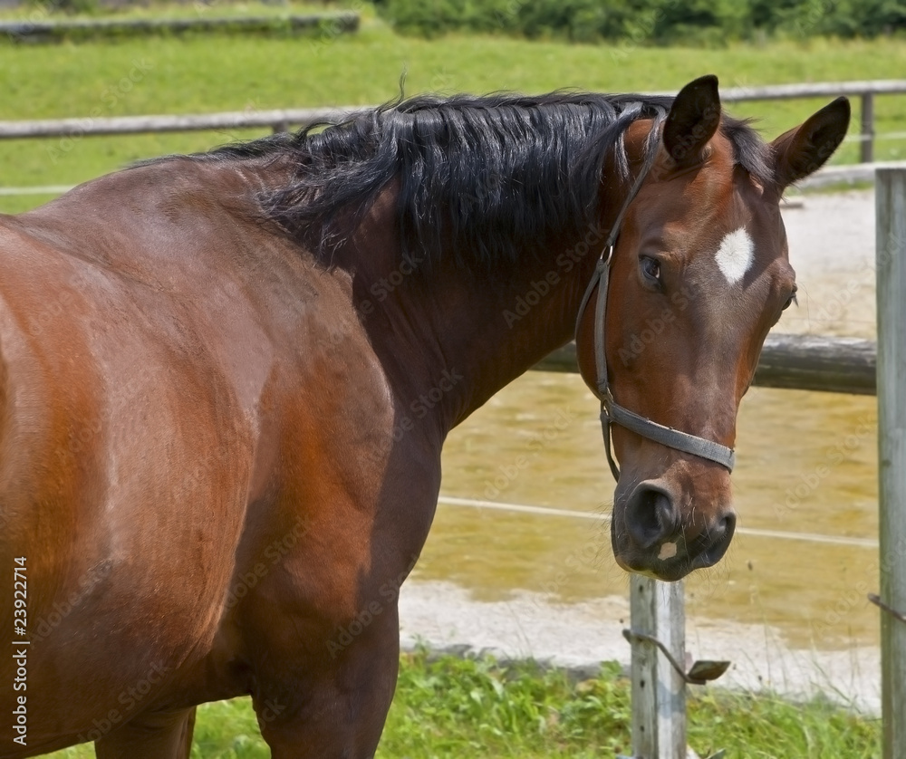 Fototapeta premium horse