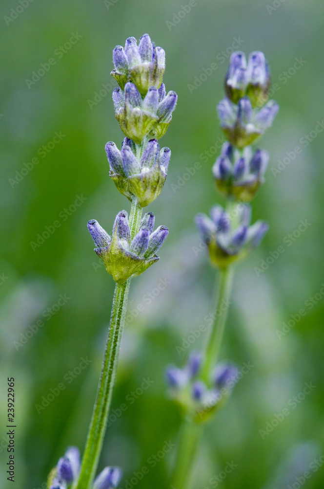 Lavendel Lavendel