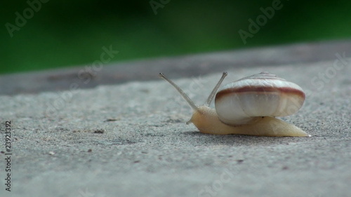 snail on the road-hd-pal