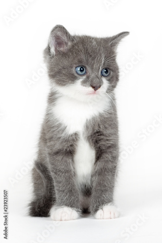 blue eyed grey kitten isolated on white