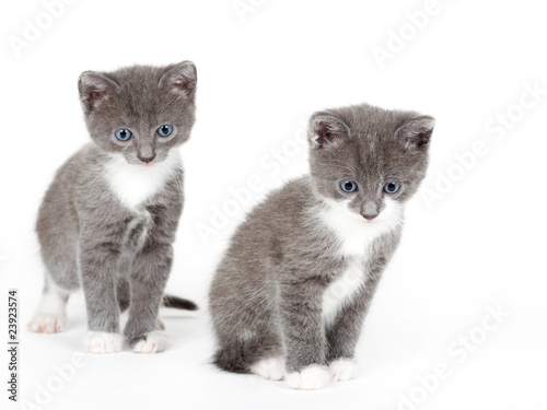 Fototapeta Naklejka Na Ścianę i Meble -  two blue eyed grey kitten isolated on white
