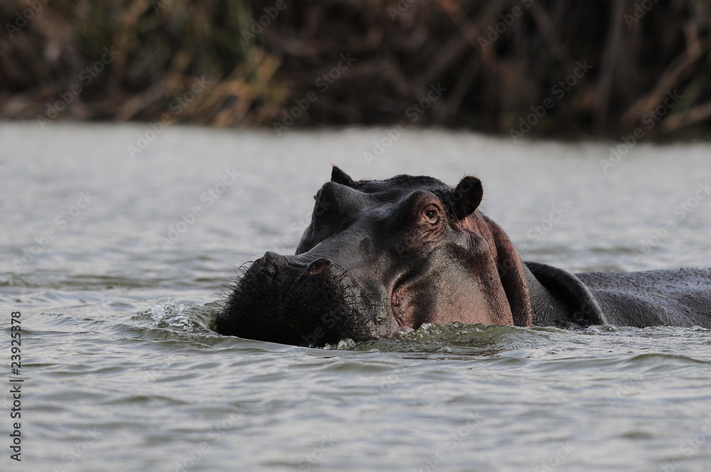 Fototapeta premium Hippo (Hippopotamus amphibius) at Naivasha Lake, Kenya
