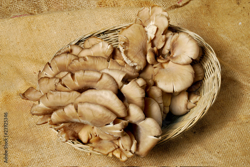 funghi pleurotus cesto