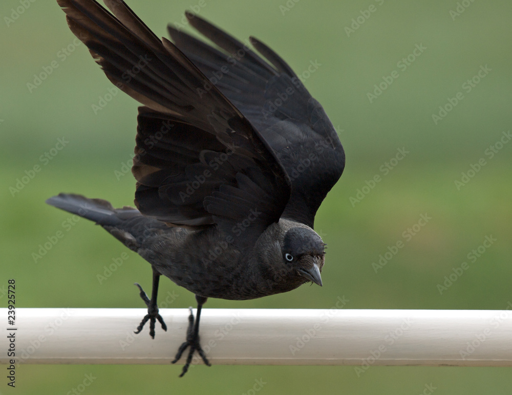 Naklejka premium Raven