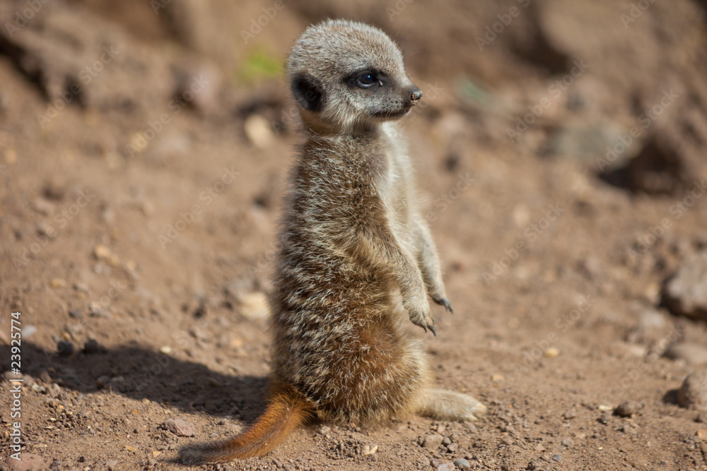 Fototapeta premium Young Meerkat (suricate) standing