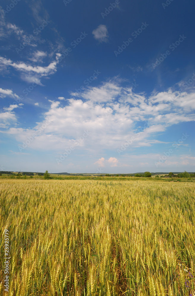 Wheat field