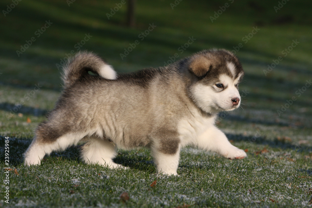 young alaskan malamute walking