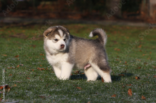 Bebe Alaskan Malamute Debout De Profil Immobile Stock Photo Adobe Stock