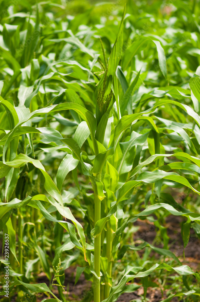 Green corn plantation . Green corn plantation .