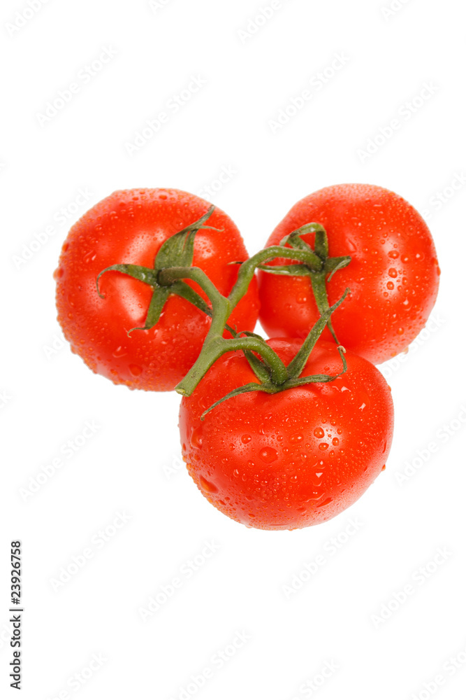 fresh tomatoes on the white background