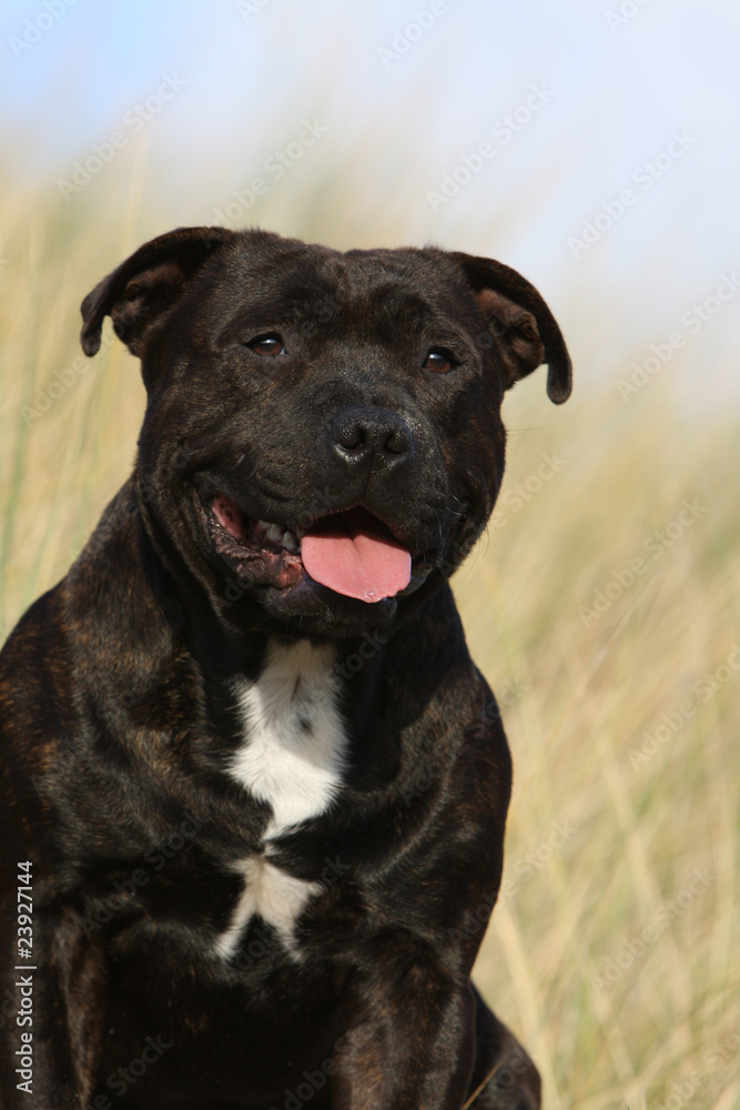 portrait d'un staffordshire bulle terrier noir