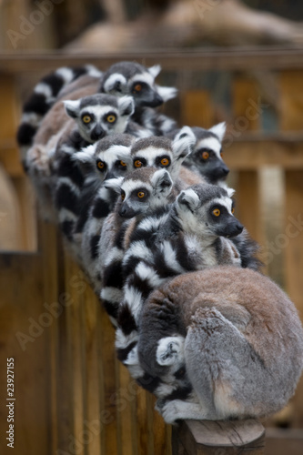 Group of alert lemurs in a zoo.