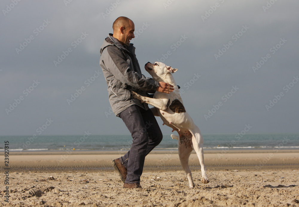 bouledogue américain jouant avec son maître sur la plage