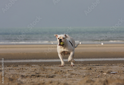 bouledogue américain qui court sur la plage