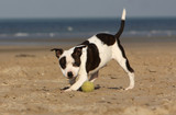 the young staffordshire bull terrier plays on the beach