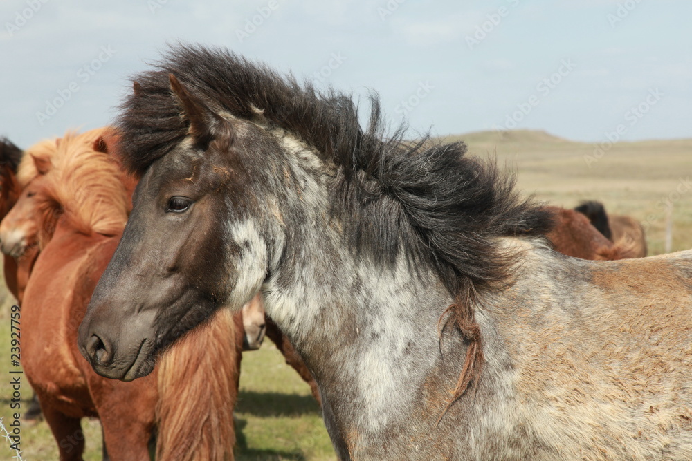 Obraz premium island pferd