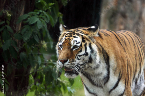 detail bengal tiger in zoo