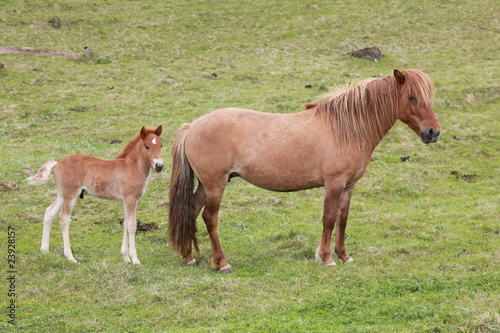 Island ponny