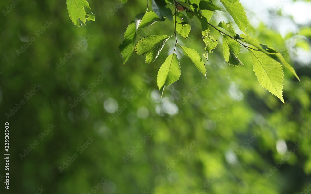 Beatiful green natural background - beech tree branch lit by the