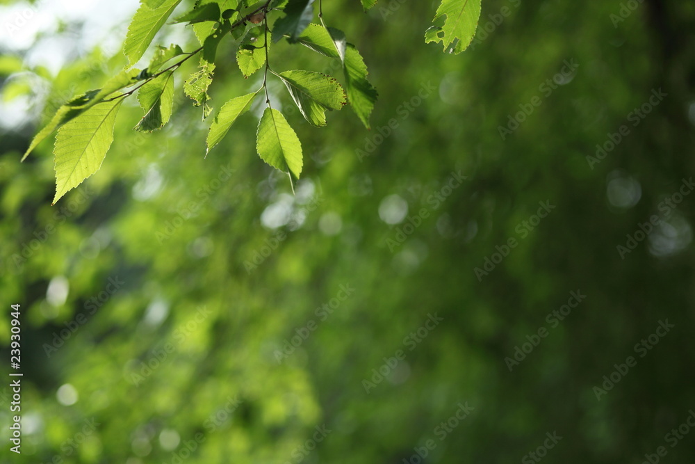 Beatiful green natural background - beech tree branch lit by the Beatiful green natural background - beech tree branch lit by the