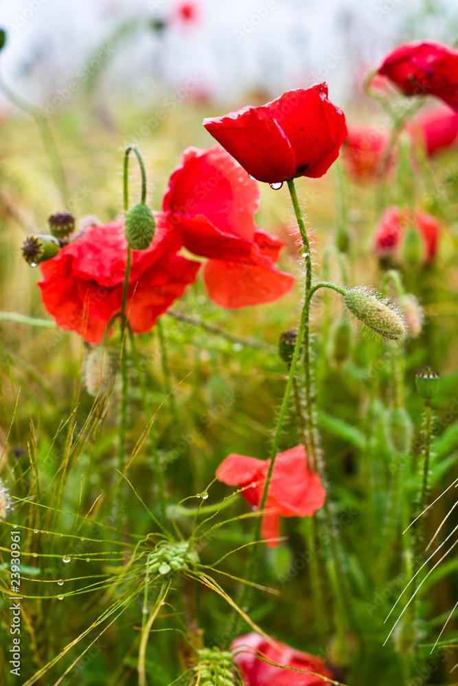 Obraz premium flowers