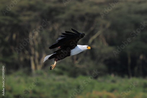 African Fish Eagle (Haliaeetus vocifer), lake Naivasha, Kenya