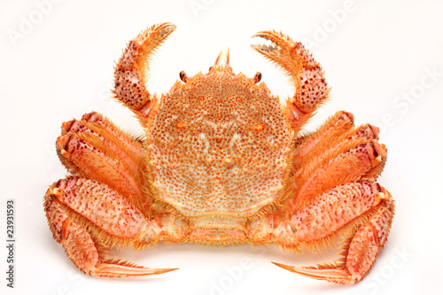 hair crab