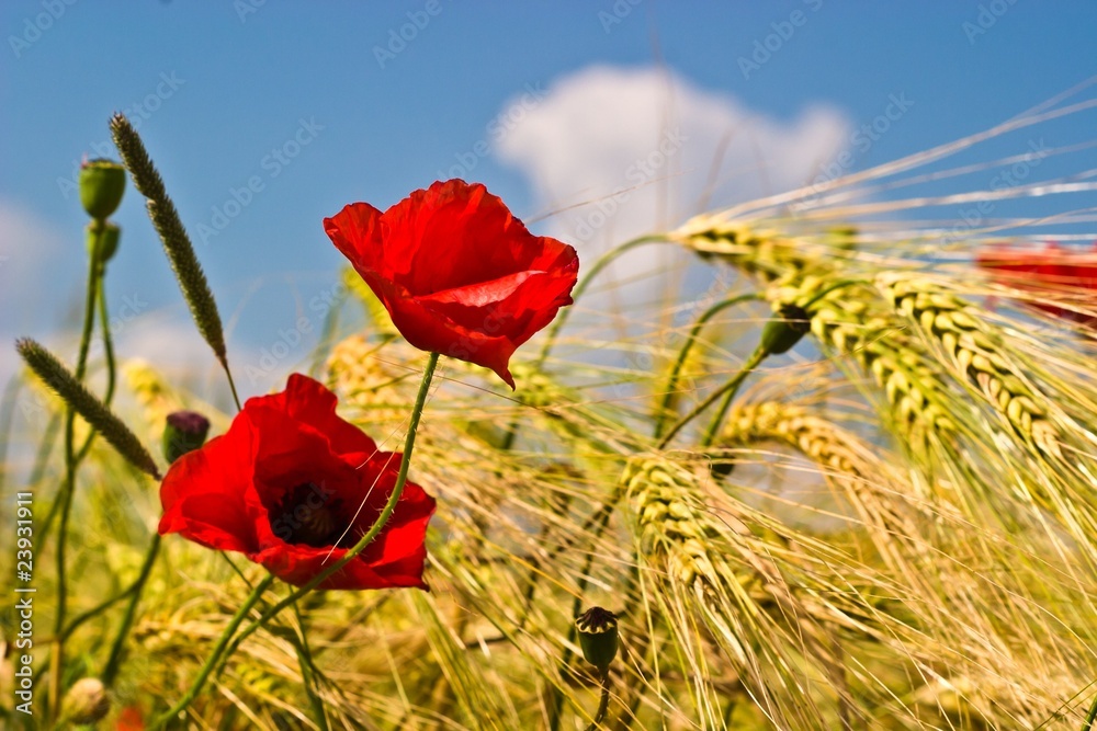 Obraz premium flowers