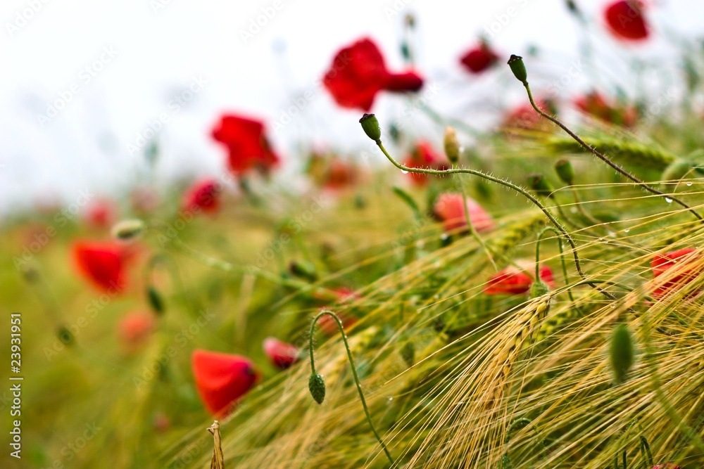 Naklejka premium flowers