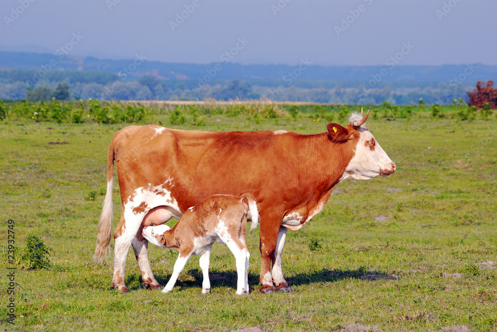 calf feeding with milk from cow calf feeding with milk from cow