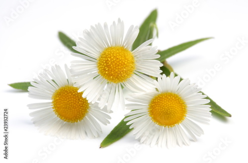 Macro shot of wild camomiles