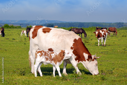 cow and little calf on pasture © goce risteski