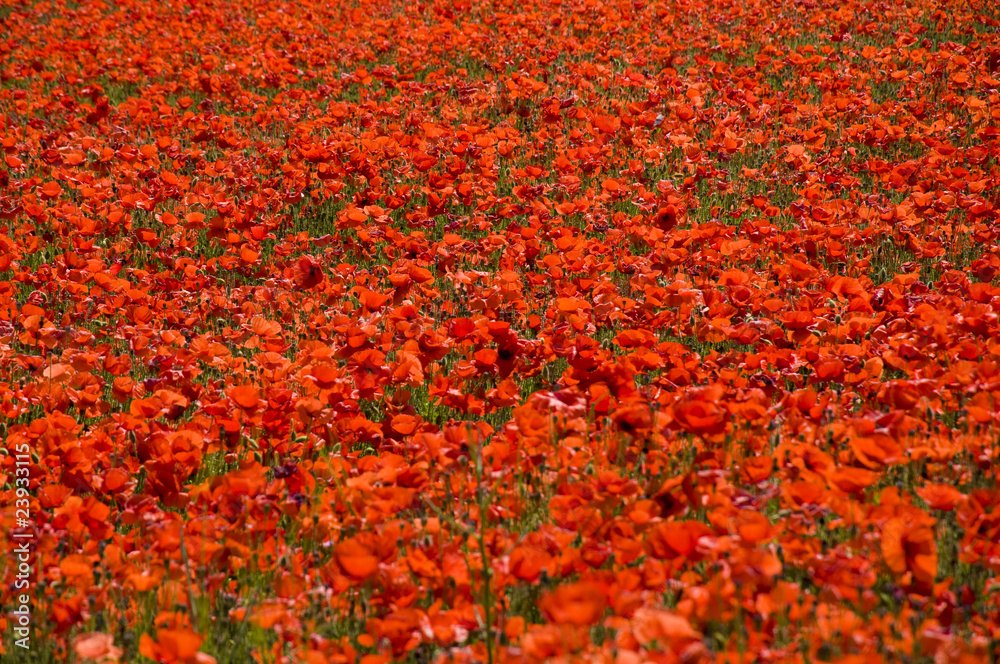 Campo de amapolas