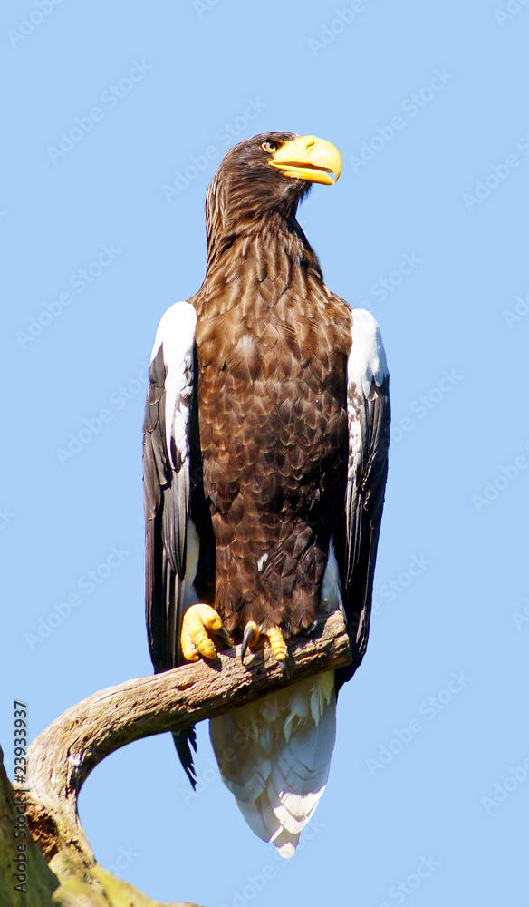 Fototapeta premium aigle royal