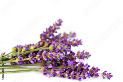 lavender flowers