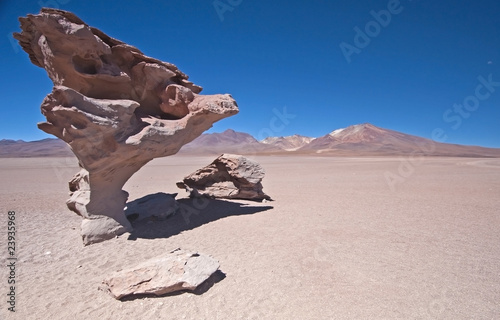 Rock Tree in the Bolivian Desert